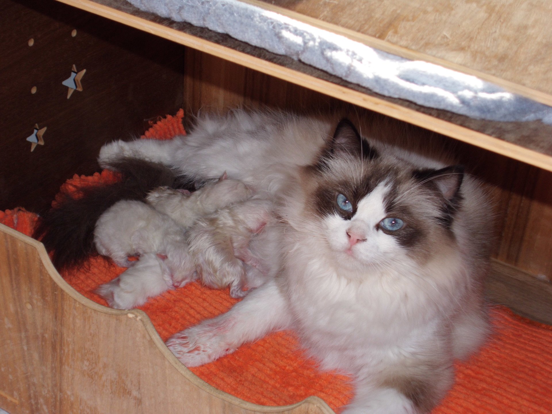 chaton Ragdoll Chatterie du Bois de Larry
