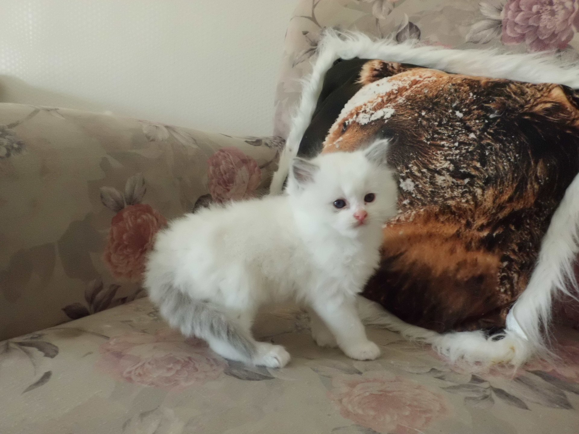 chaton Ragdoll white bicolor Azur Chatterie du Bois de Larry