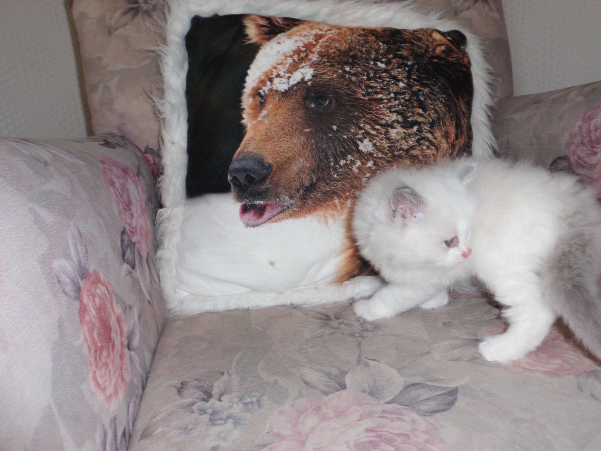 chaton Ragdoll white bicolor Azur Chatterie du Bois de Larry