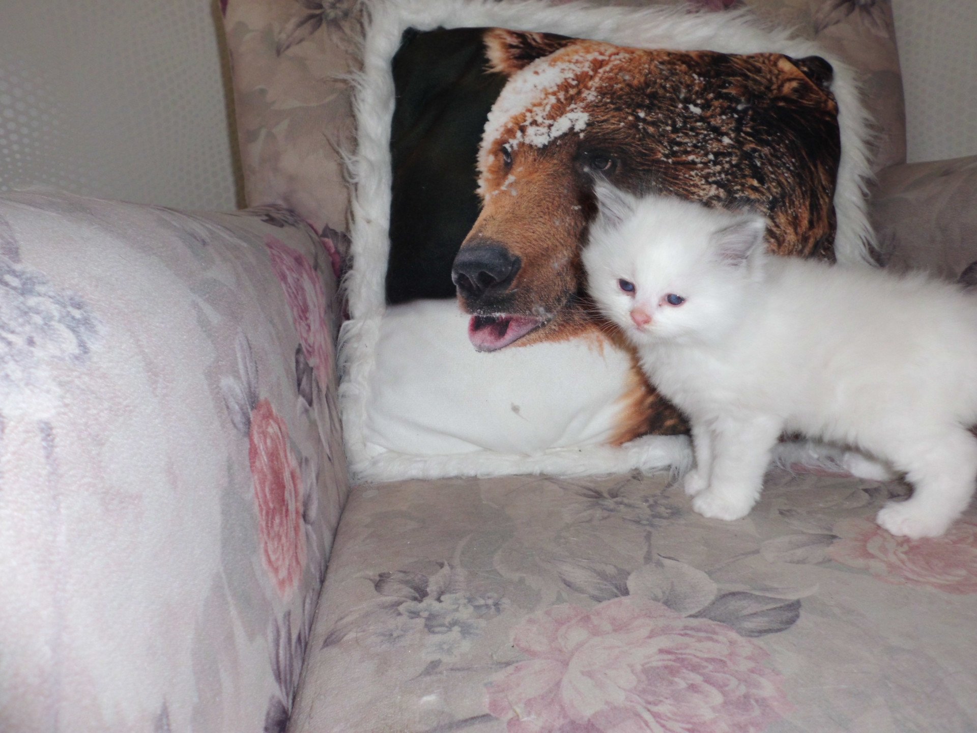 chaton Ragdoll white bicolor Azur Chatterie du Bois de Larry