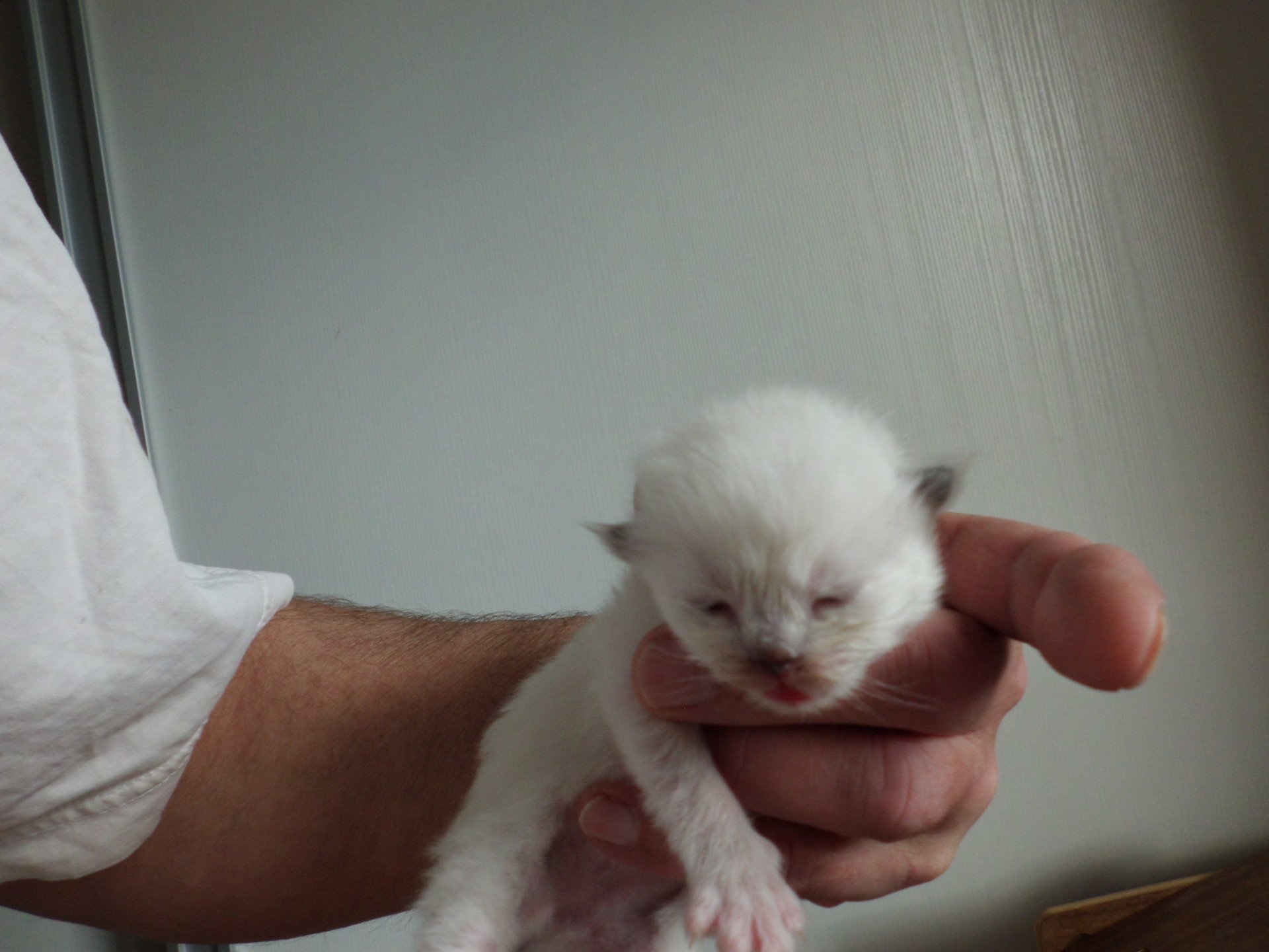 chaton Ragdoll Ayla Chatterie du Bois de Larry