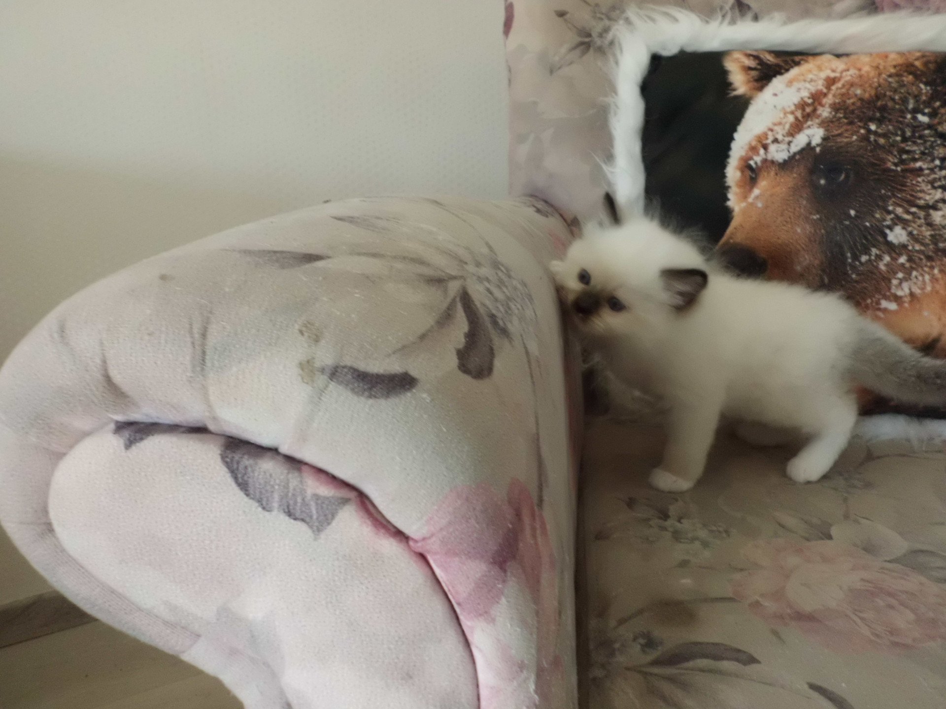 chaton Ragdoll chocolate point mitted Ayla Chatterie du Bois de Larry