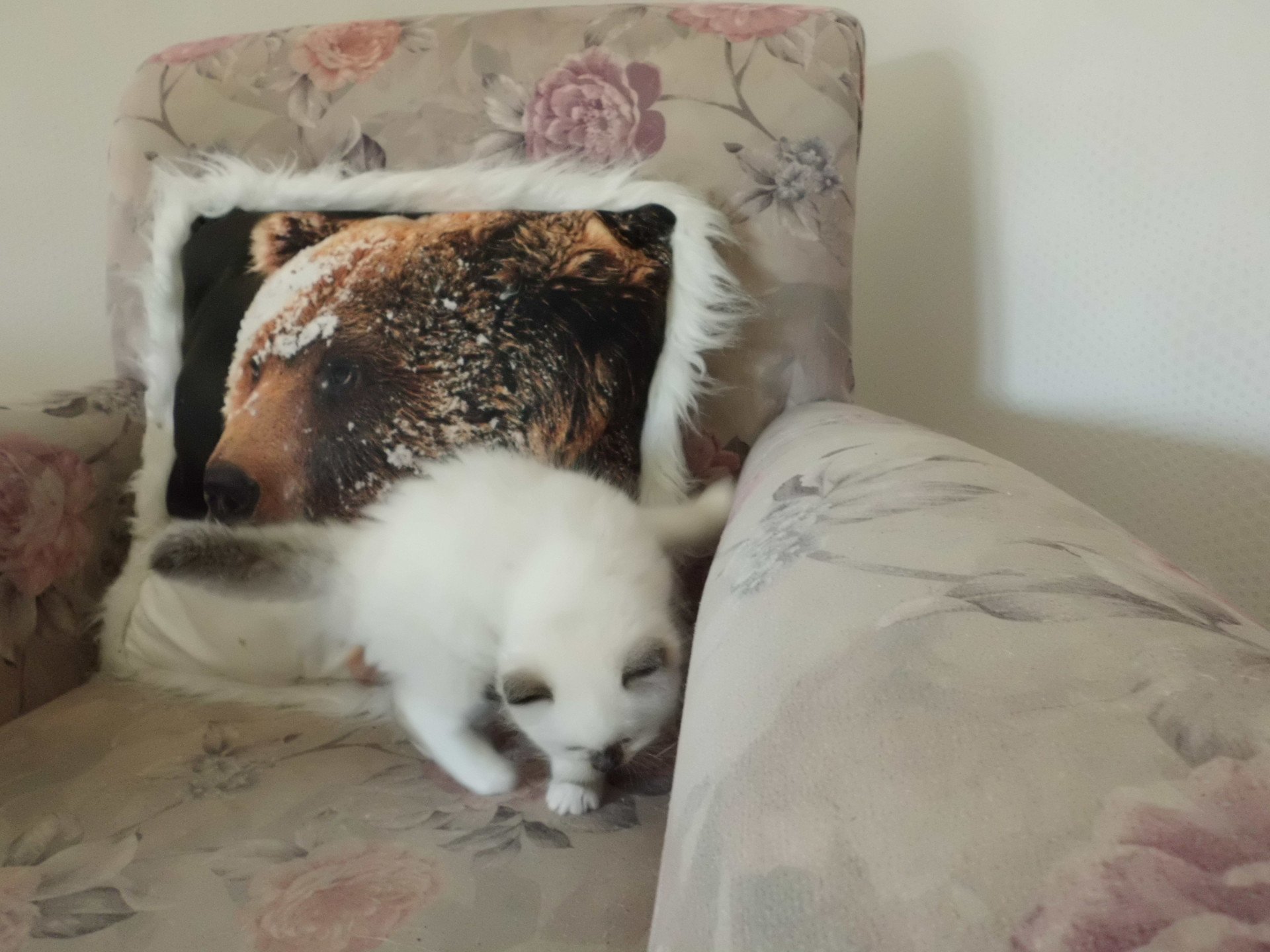 chaton Ragdoll chocolate point mitted Ayla Chatterie du Bois de Larry