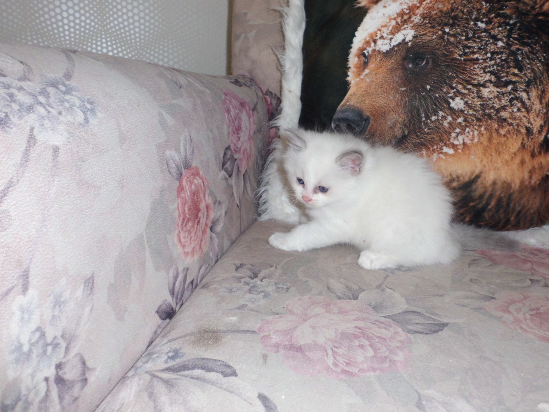 chaton Ragdoll white bicolor Arya Chatterie du Bois de Larry