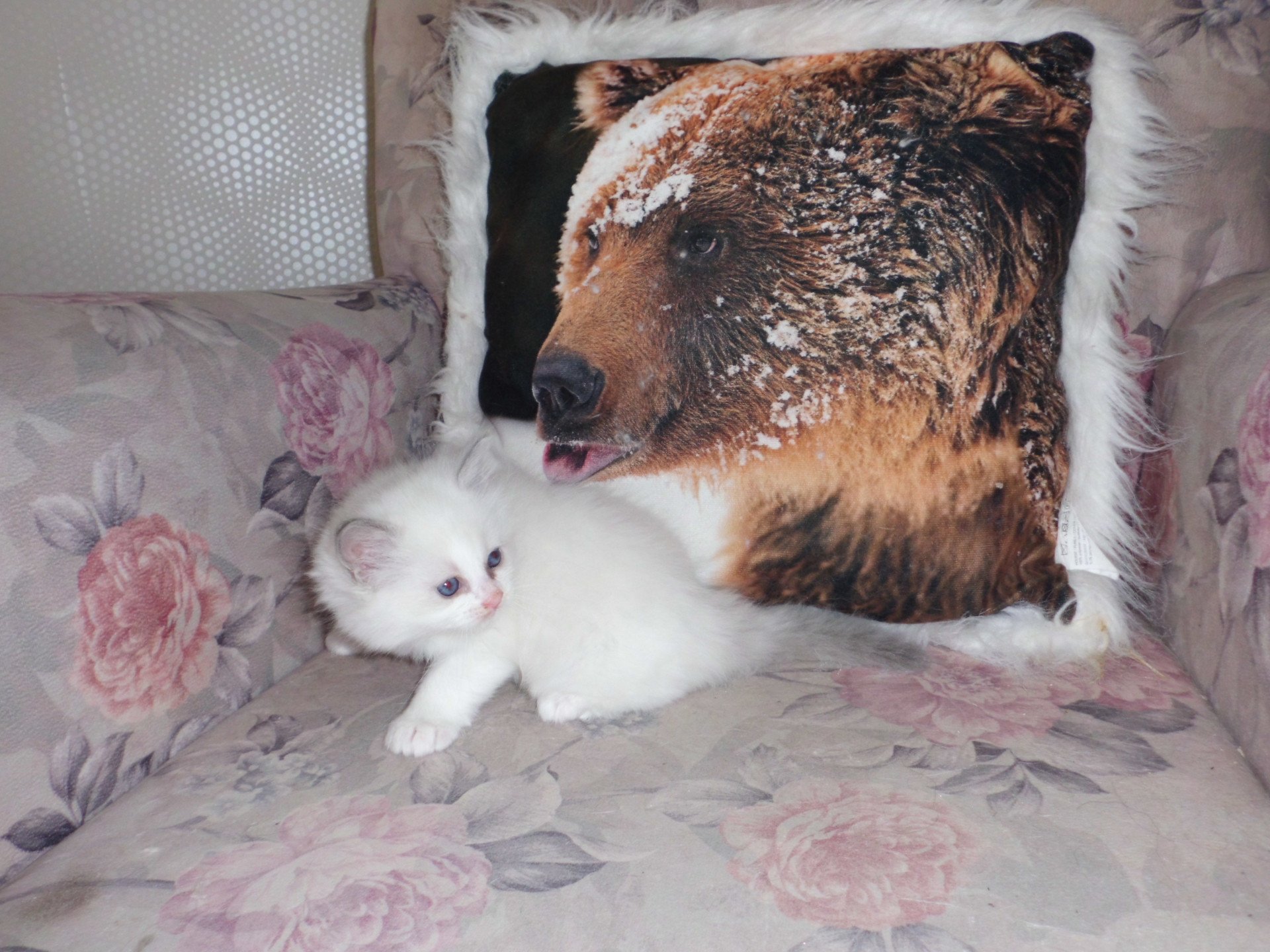 chaton Ragdoll white bicolor Arya Chatterie du Bois de Larry