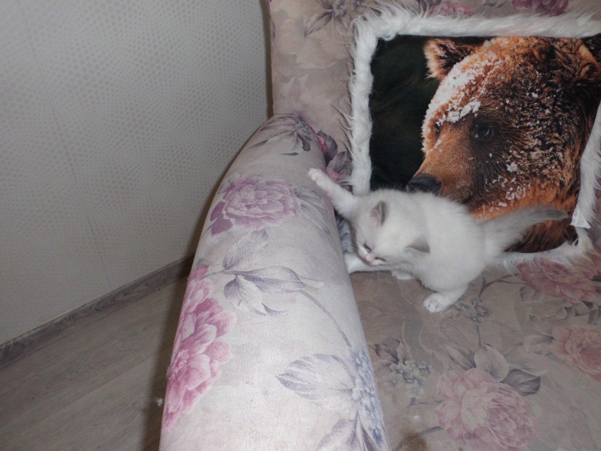 chaton Ragdoll white bicolor Arya Chatterie du Bois de Larry
