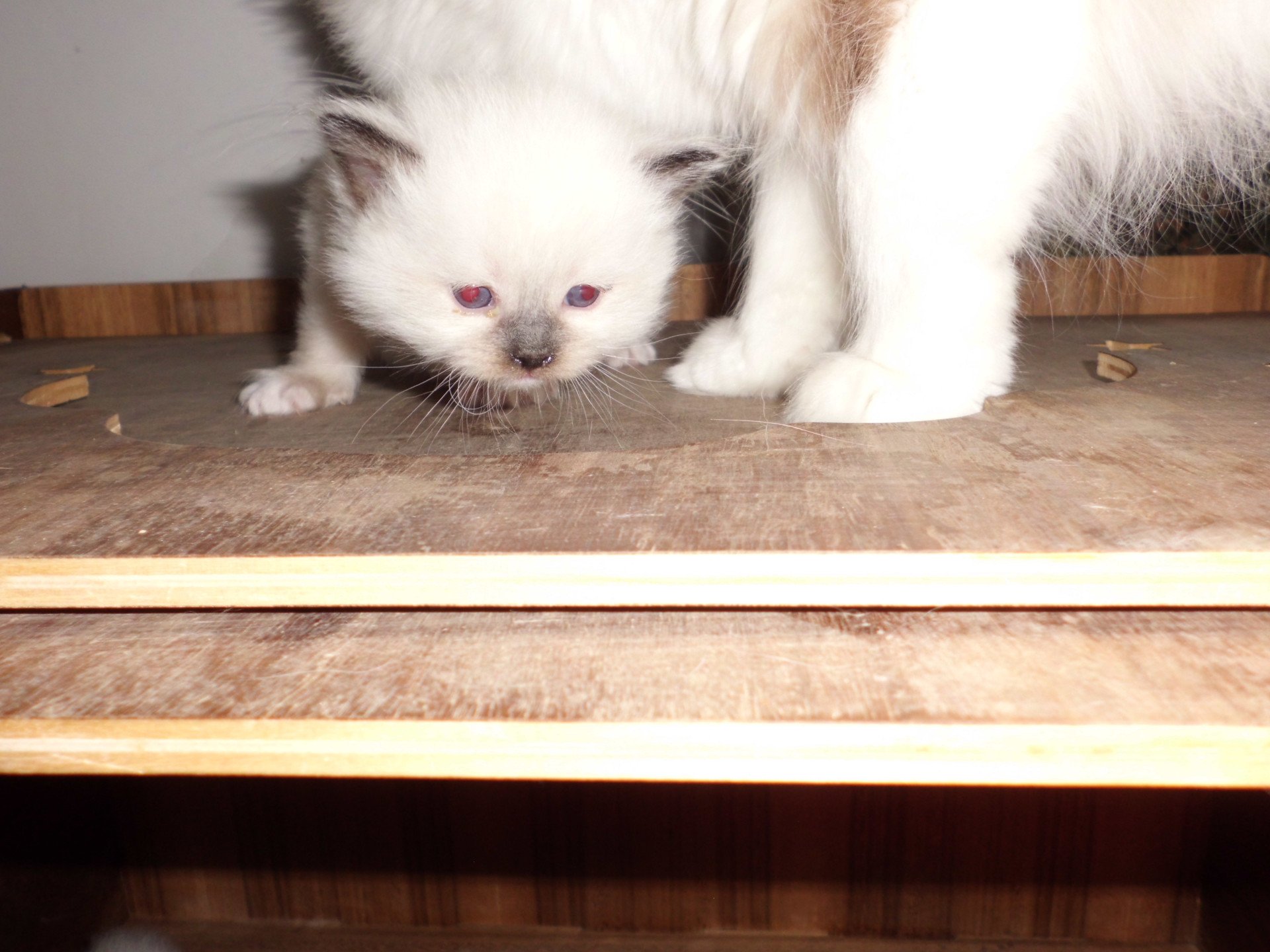 chaton Ragdoll chocolate point mitted athos Chatterie du Bois de Larry