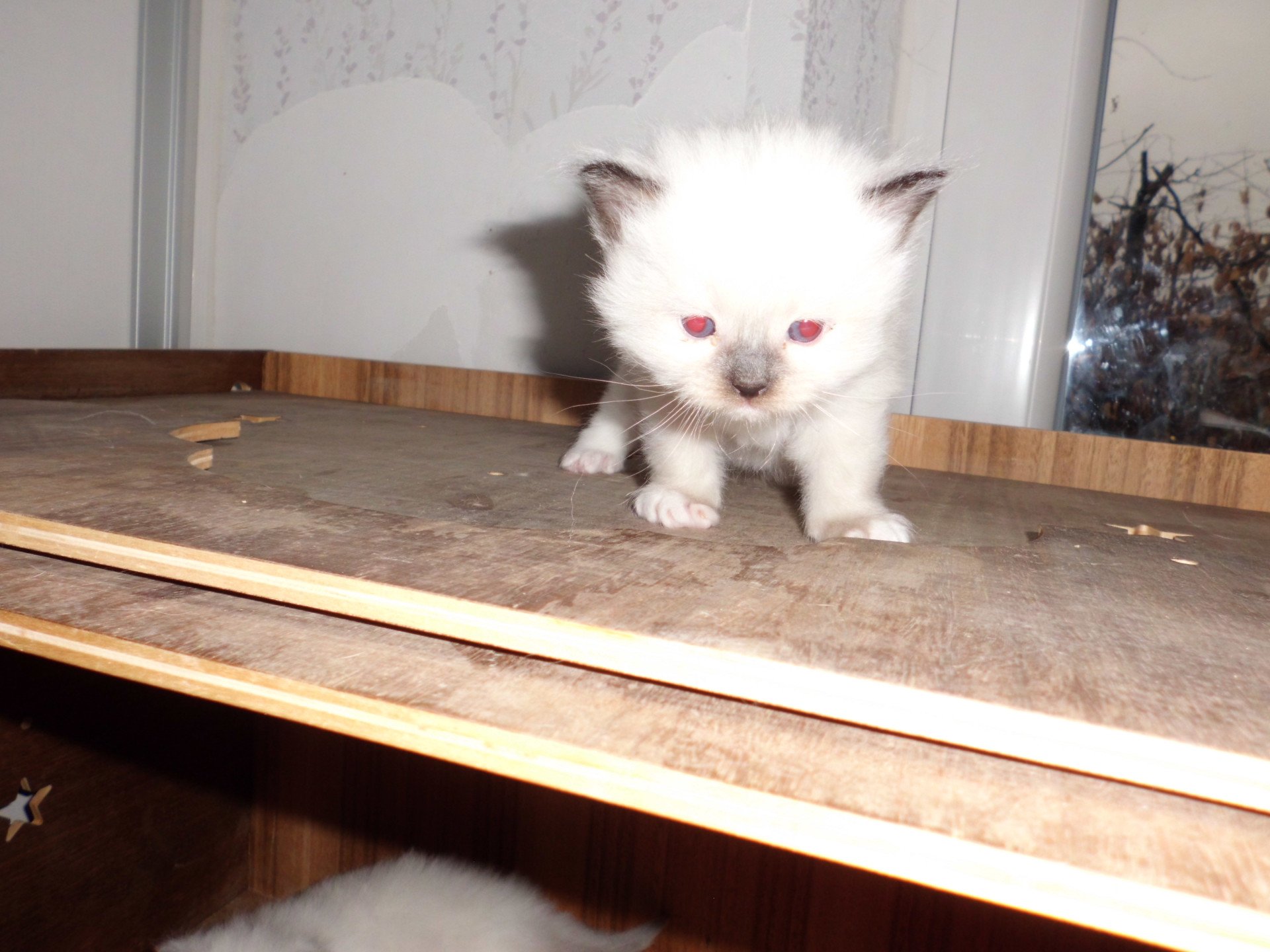 chaton Ragdoll chocolate point mitted athos Chatterie du Bois de Larry