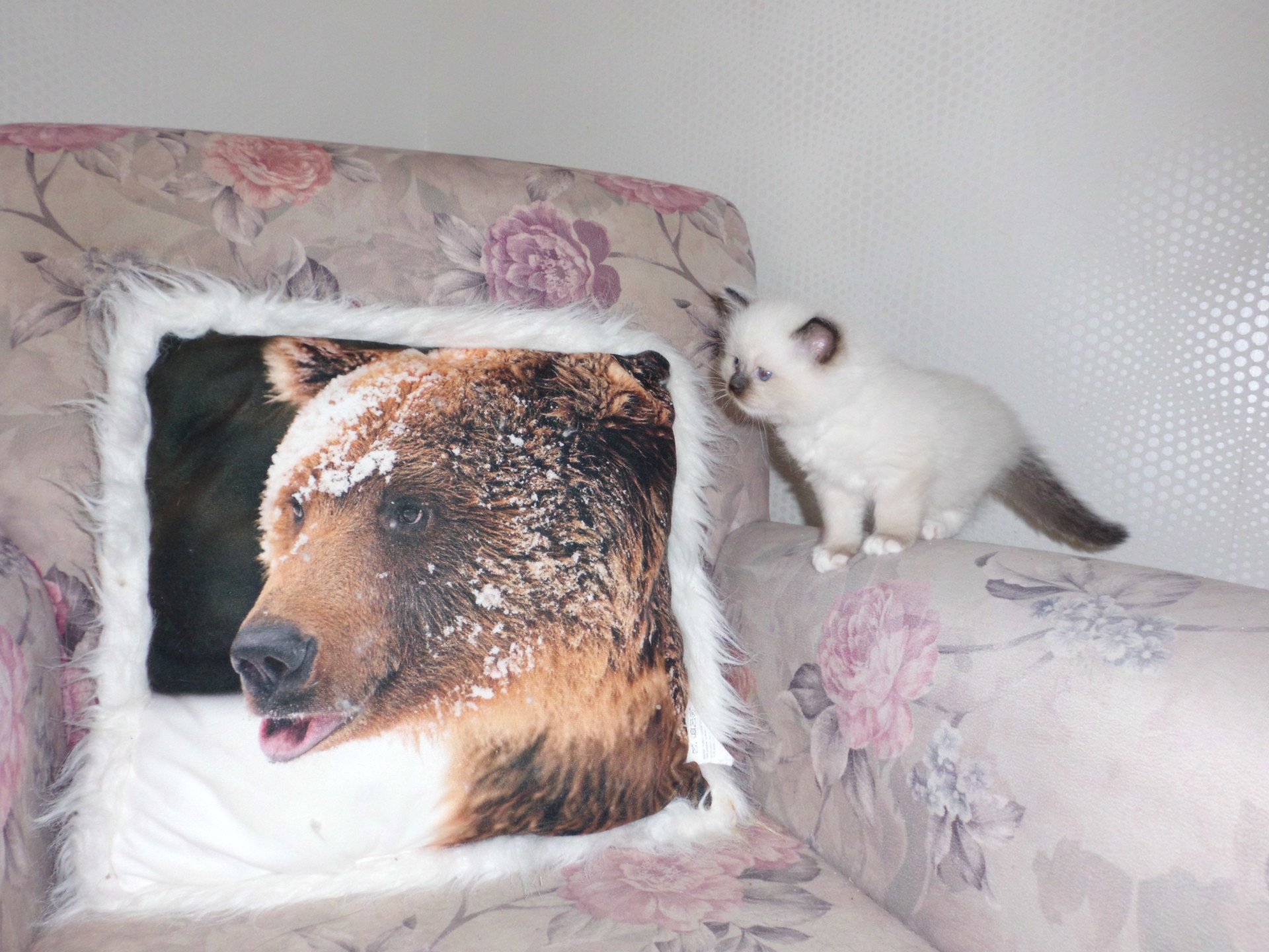 chaton Ragdoll chocolate point mitted Anakin Chatterie du Bois de Larry
