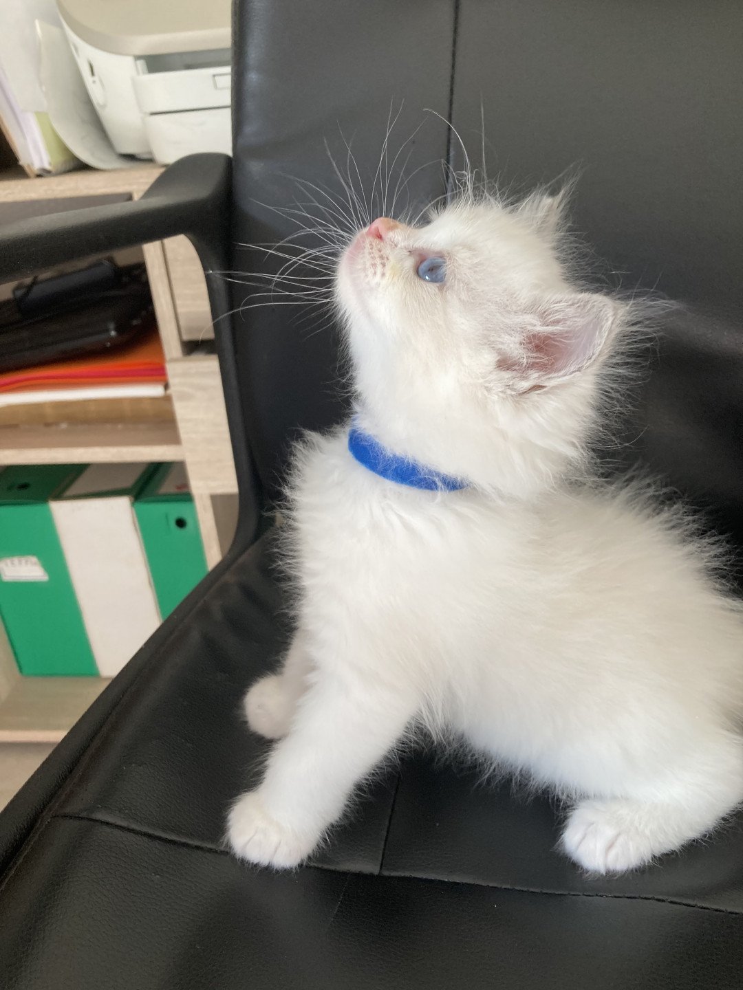 chaton Ragdoll cream white bicolor ukra M4 bleu Chatterie du Bois de Larry