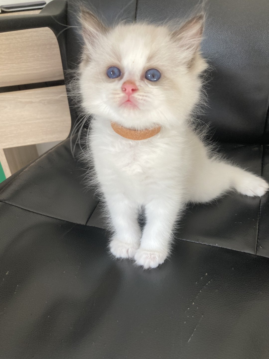 chaton Ragdoll cream bicolor Urback Chatterie du Bois de Larry