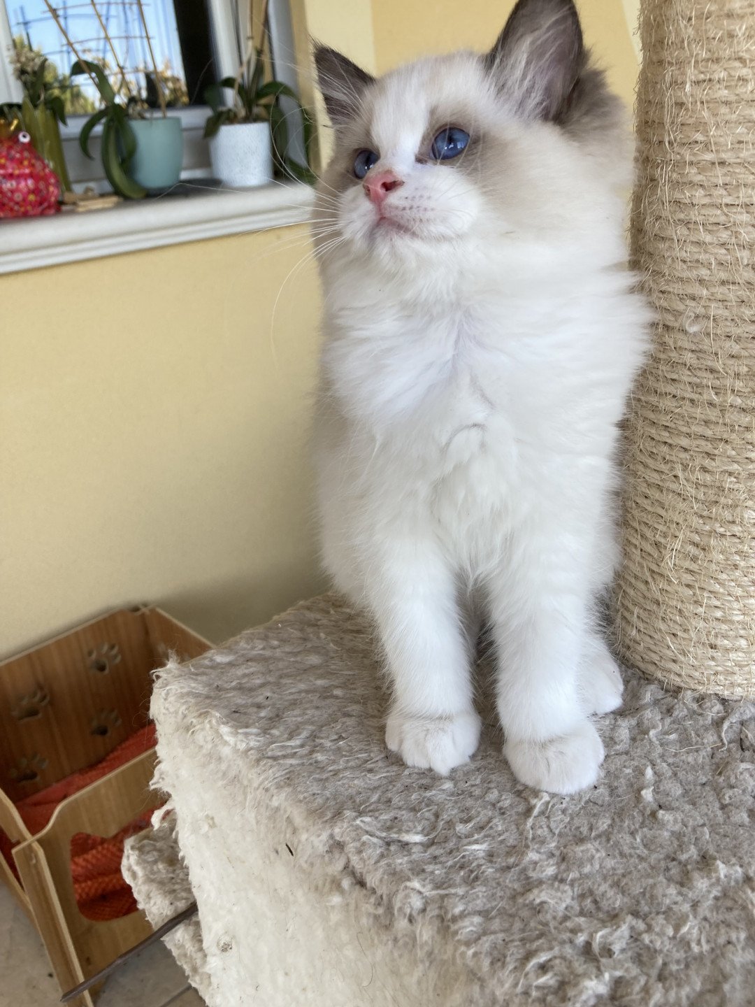 chaton Ragdoll cream bicolor Urback Chatterie du Bois de Larry