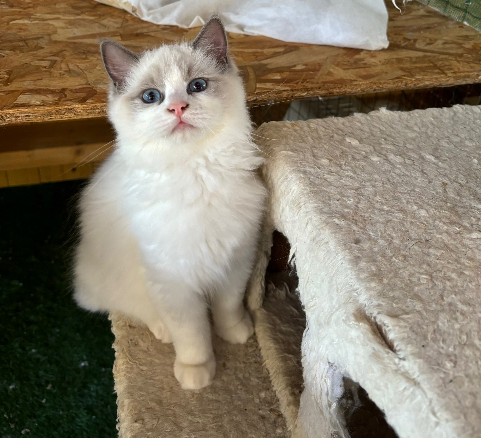 chaton Ragdoll seal white point Upp's Chatterie du Bois de Larry