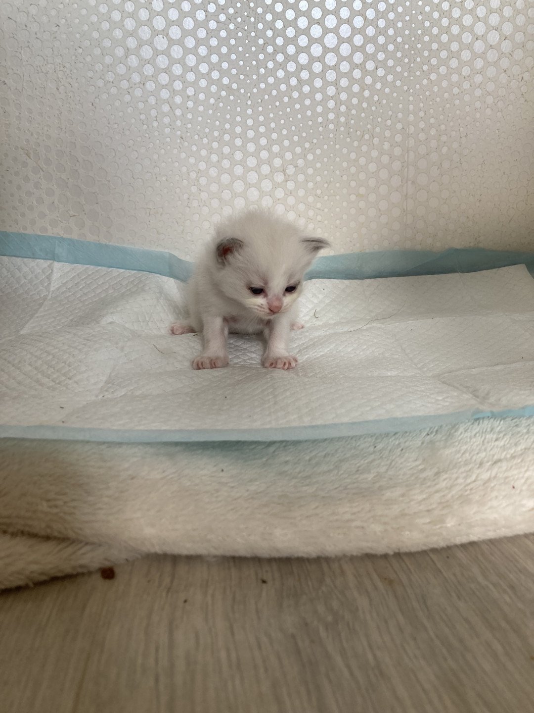 chaton Ragdoll cream bicolor M1 violet Chatterie du Bois de Larry