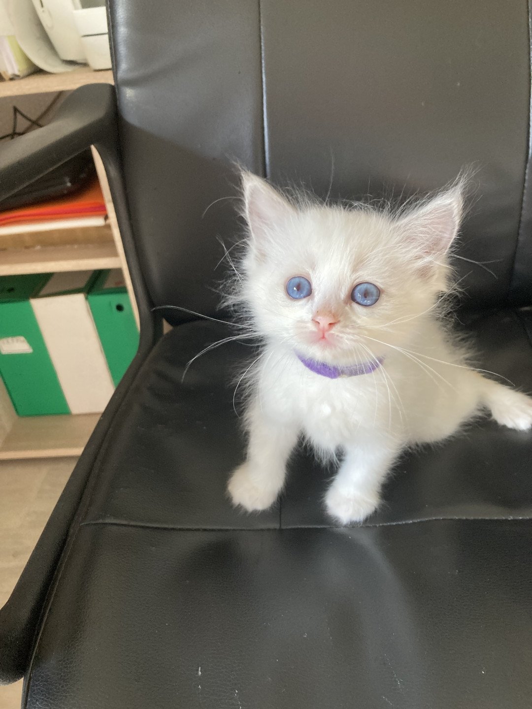 chaton Ragdoll cream bicolor Ursula Chatterie du Bois de Larry
