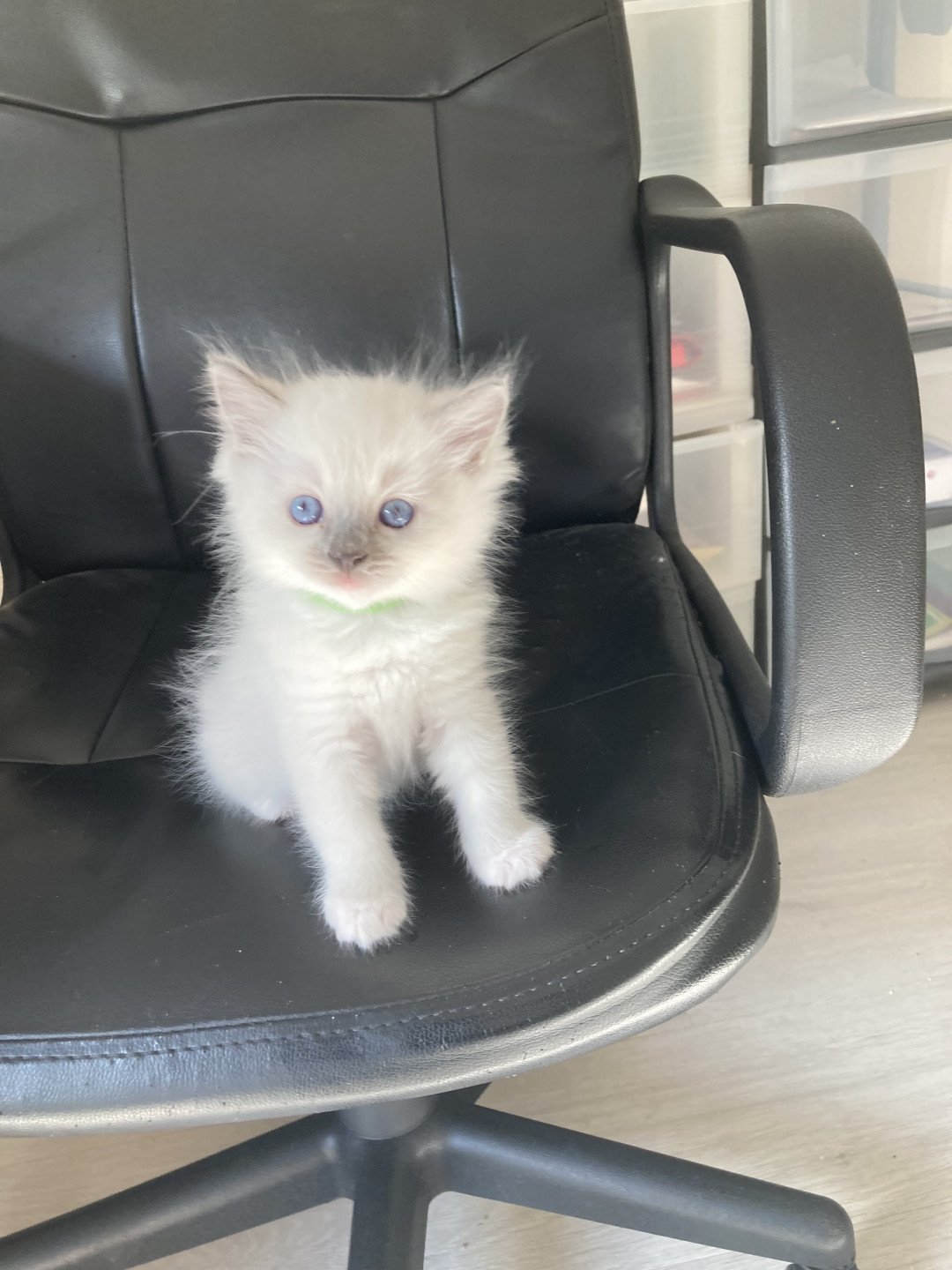 chaton Ragdoll blue mitted ULK Chatterie du Bois de Larry