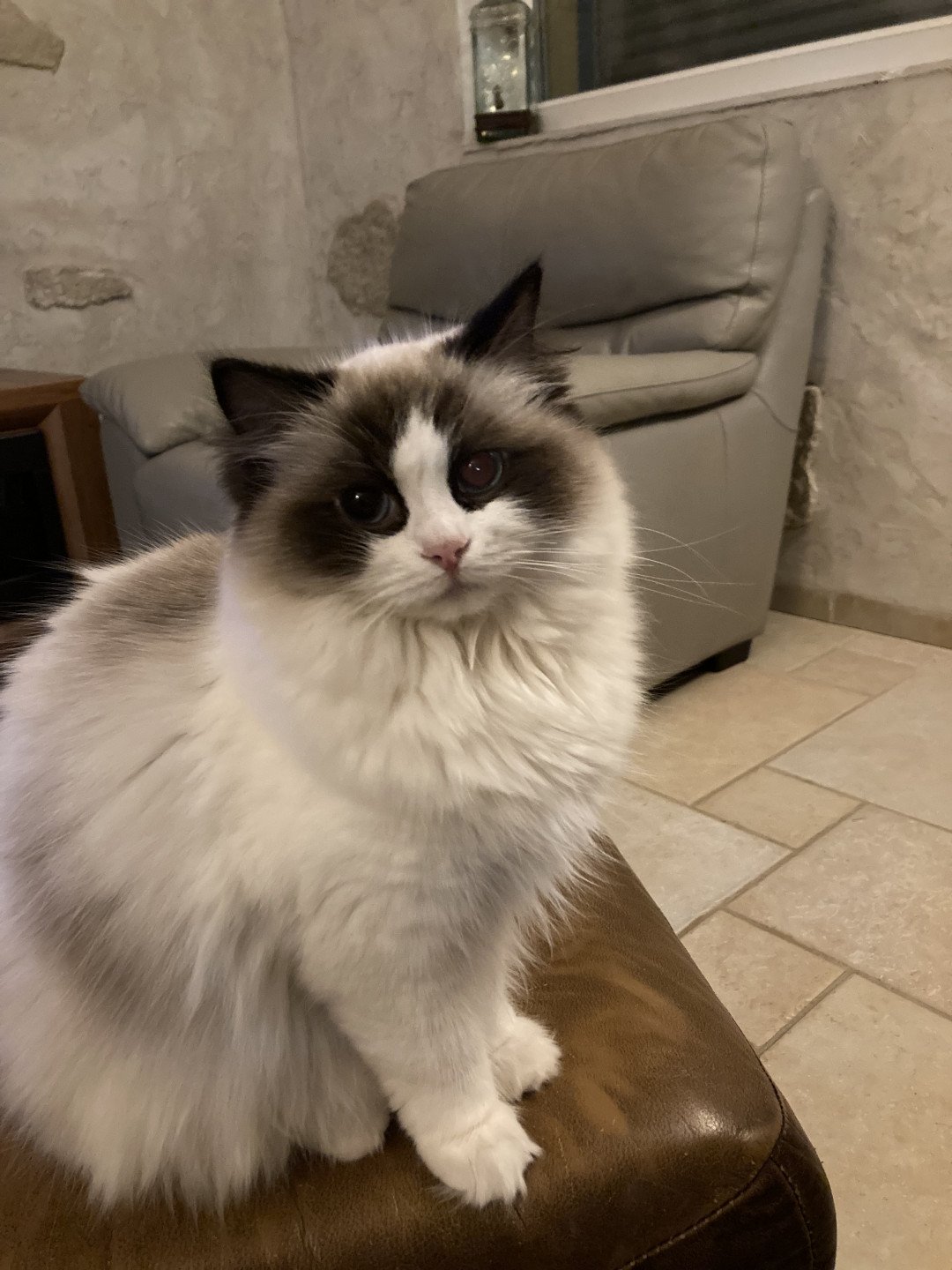 Chaton Ragdoll Tornade ❤ Suki 2023 Chatterie du Bois de Larry