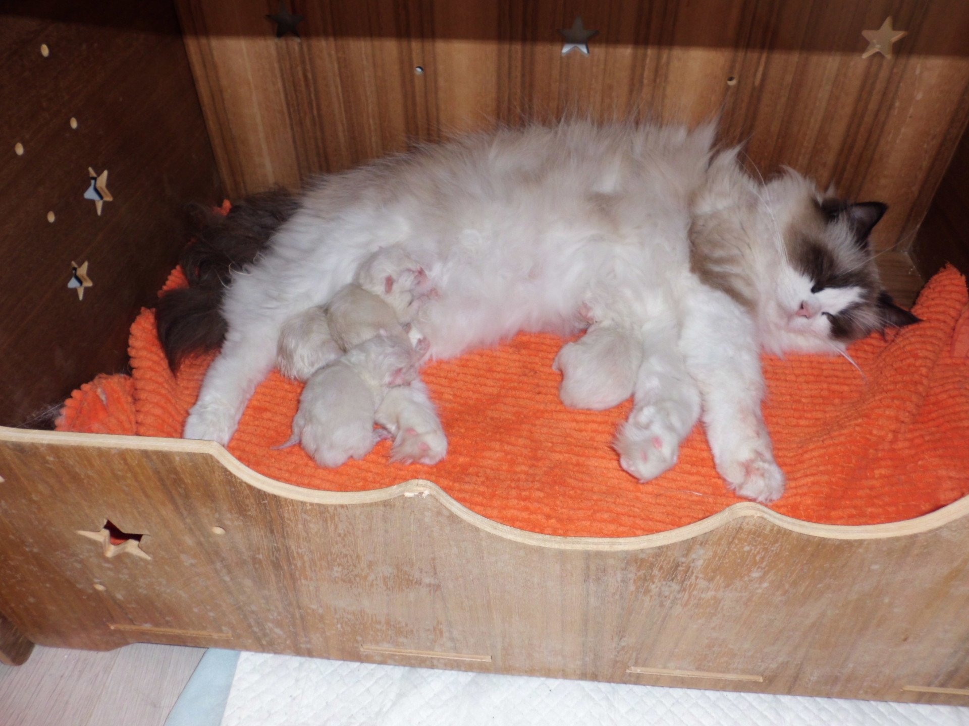 Chaton Ragdoll  Chatterie du Bois de Larry