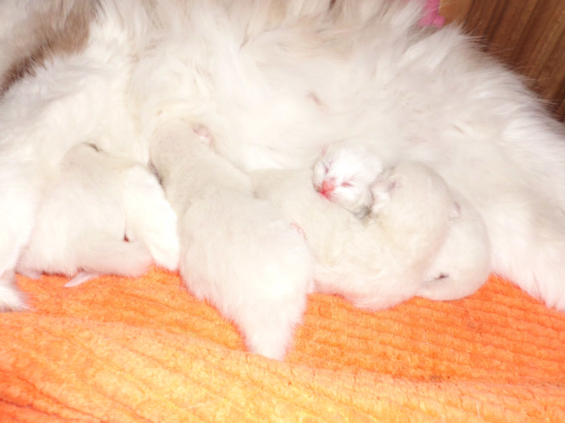 Chaton Ragdoll  Chatterie du Bois de Larry