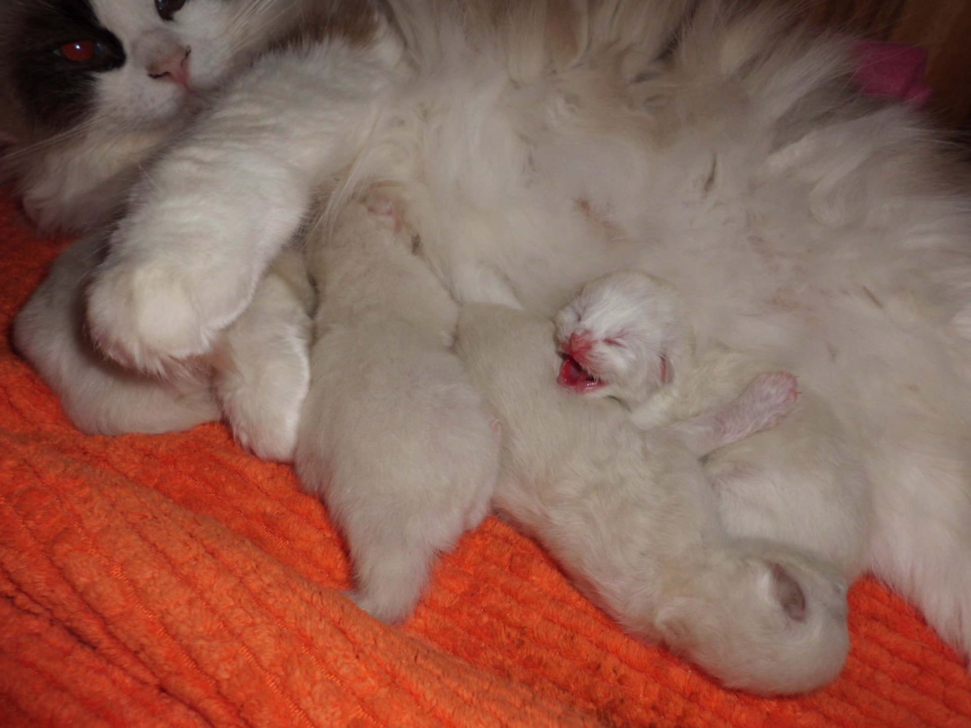 Chaton Ragdoll  Chatterie du Bois de Larry