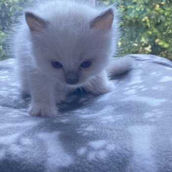 chaton Ragdoll blue mitted Chatterie du Bois de Larry