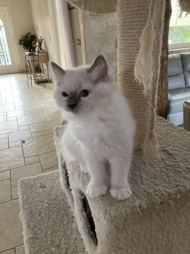 TERRA du bois de larry Femelle Ragdoll