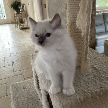 TERRA du bois de larry Femelle Ragdoll