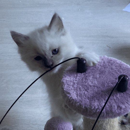 chaton Ragdoll blue mitted Thor Chatterie du Bois de Larry