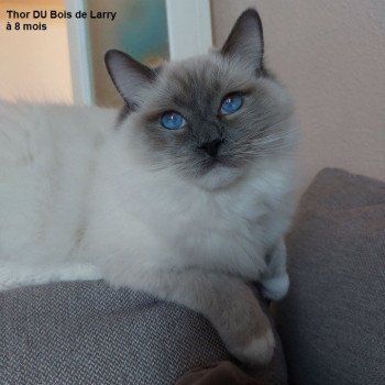 chaton Ragdoll blue mitted Thor Chatterie du Bois de Larry