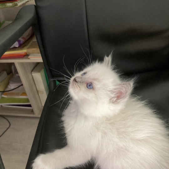 chaton Ragdoll blue mitted Chatterie du Bois de Larry