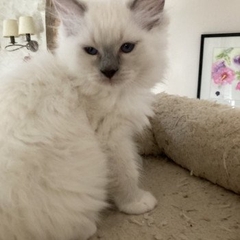 chaton Ragdoll blue mitted Tselano Chatterie du Bois de Larry