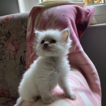 chaton Ragdoll point Ursule Chatterie du Bois de Larry