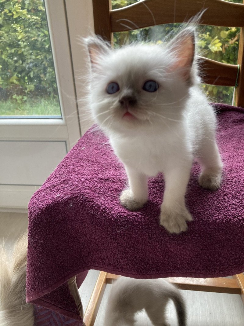 Ursule du Bois de Larry Mâle Ragdoll