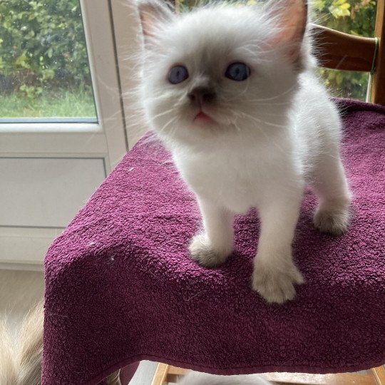 chaton Ragdoll seal point Ursule Chatterie du Bois de Larry