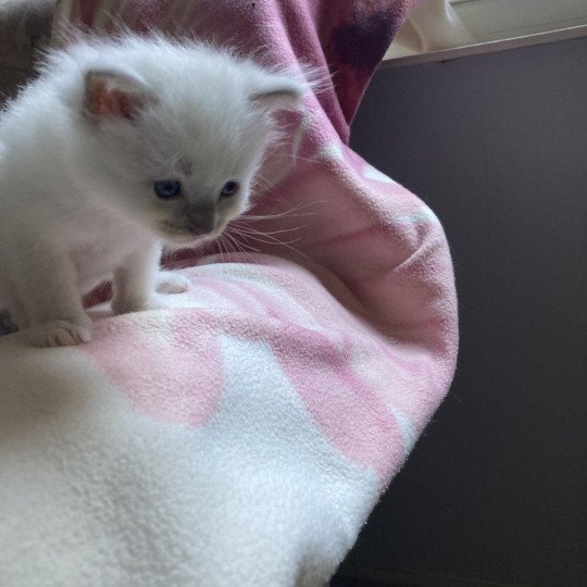 chaton Ragdoll lilac mitted Ultron Chatterie du Bois de Larry