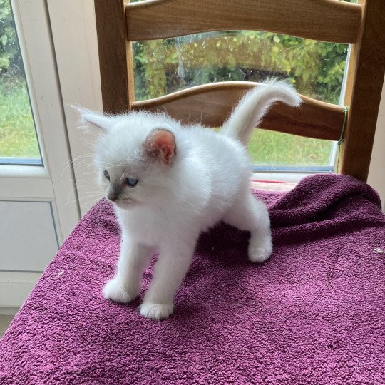 chaton Ragdoll lilac mitted Ultron Chatterie du Bois de Larry