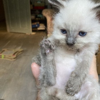 chaton Ragdoll point Ultimus Chatterie du Bois de Larry