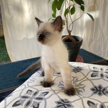 chaton Ragdoll seal point Ultimus Chatterie du Bois de Larry