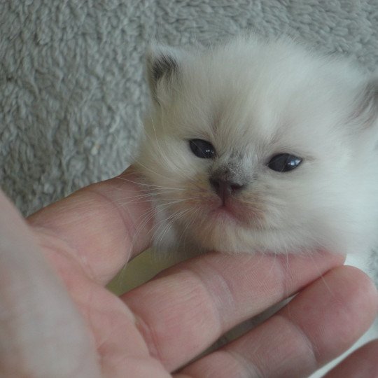 chaton Ragdoll white bicolor M3 Chatterie du Bois de Larry