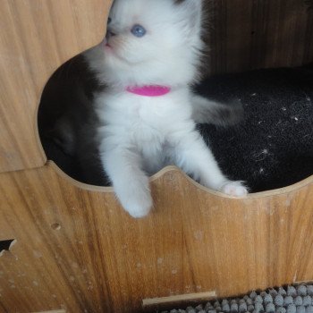 chaton Ragdoll blue point mitted F3 Chatterie du Bois de Larry