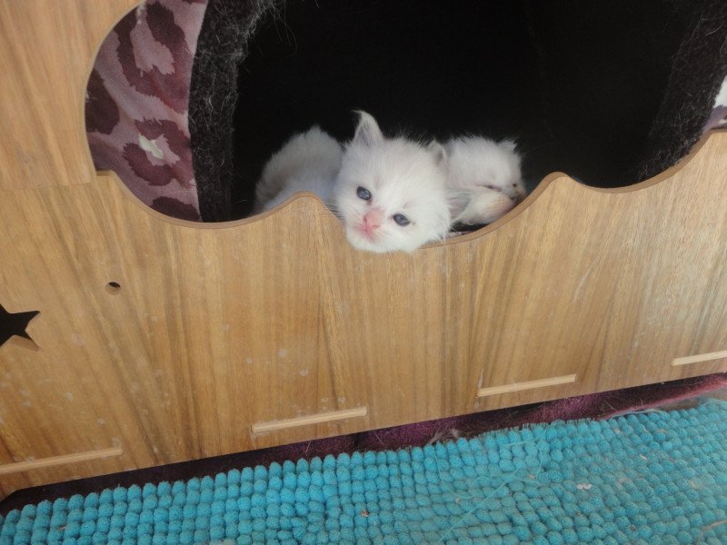 ZAZIE du Bois de Larry Femelle Ragdoll