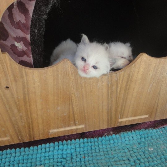 chaton Ragdoll blue bicolor KOCHKA Chatterie du Bois de Larry