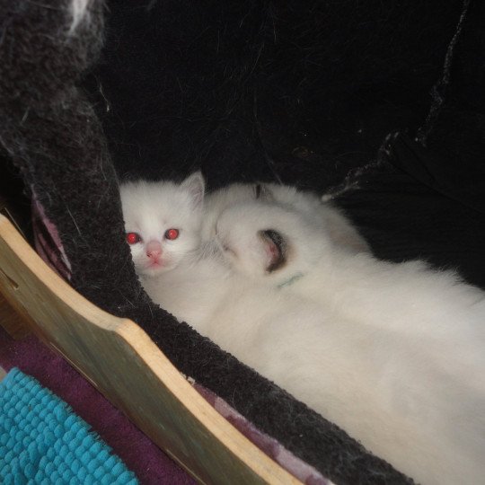 chaton Ragdoll blue bicolor KOCHKA Chatterie du Bois de Larry