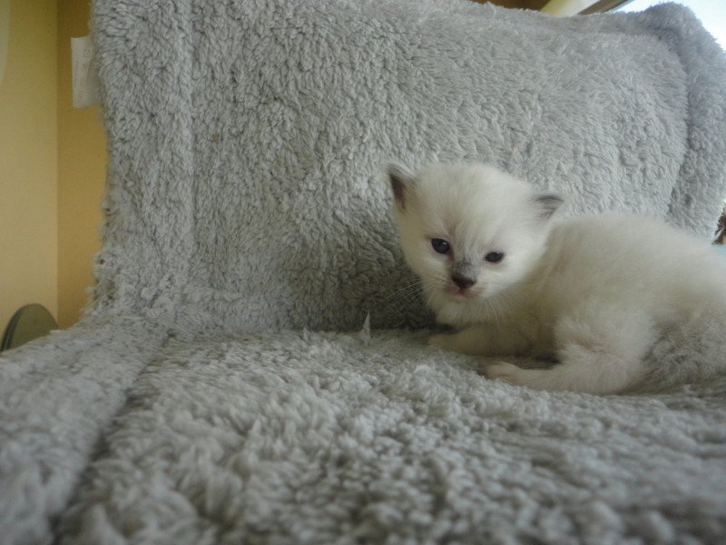 V'anylle du Bois de Larry Femelle Ragdoll