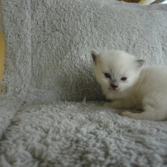 VADOSS du Bois de Larry Femelle Ragdoll