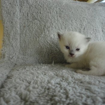 F2 du Bois de Larry Femelle Ragdoll