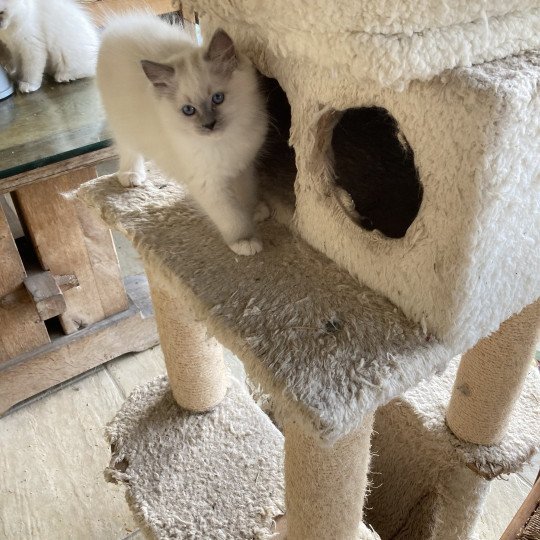 chaton Ragdoll blue point mitted VADOSS Chatterie du Bois de Larry