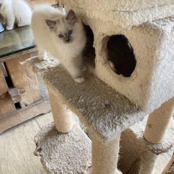 chaton Ragdoll blue point mitted VADOSS Chatterie du Bois de Larry
