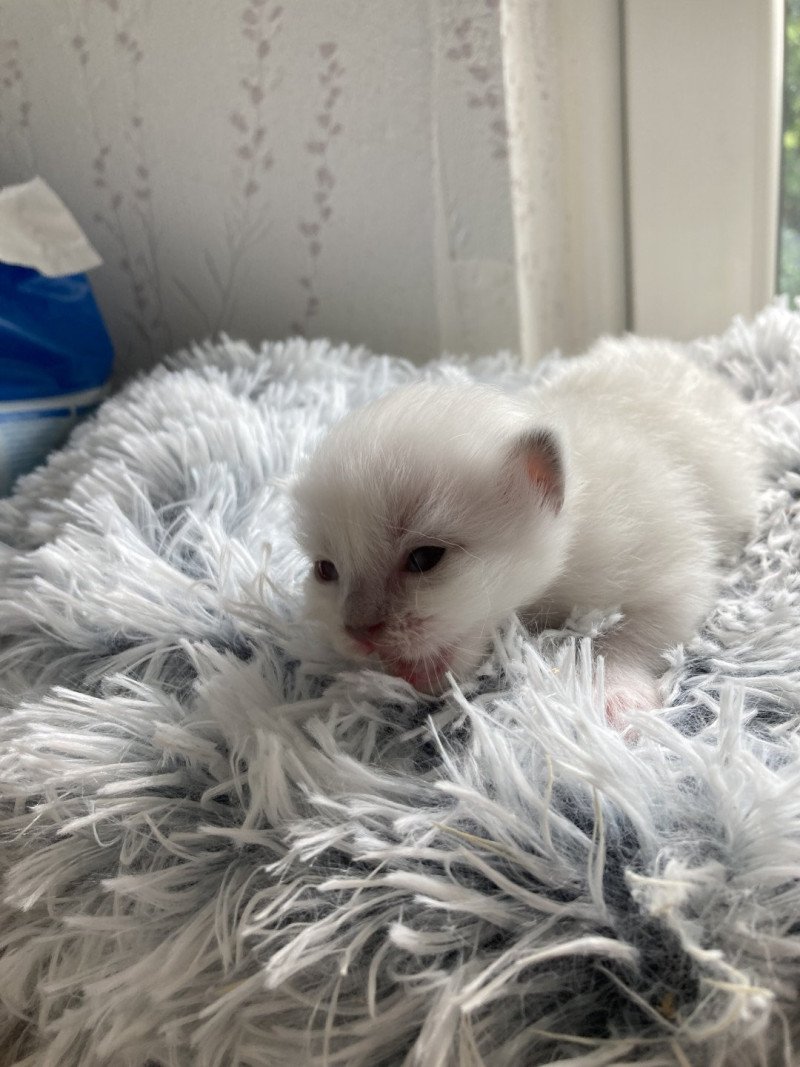ZUMBA du Bois de Larry Femelle Ragdoll