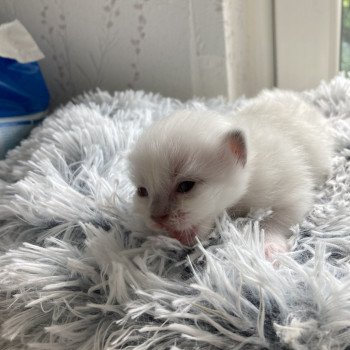 chaton Ragdoll blue Chatterie du Bois de Larry